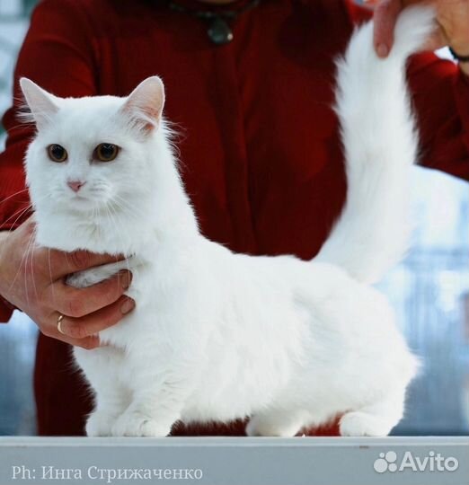 Котята породы манчкин