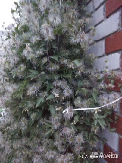 Клематис тангутский