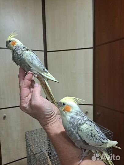 Попугайкорелла ручной
