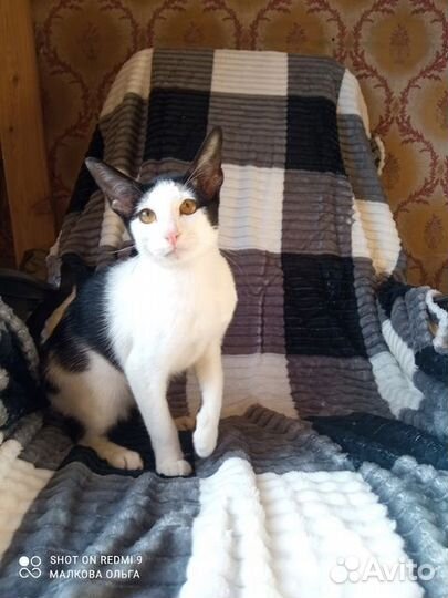 Продажа ориентальных котят С документами