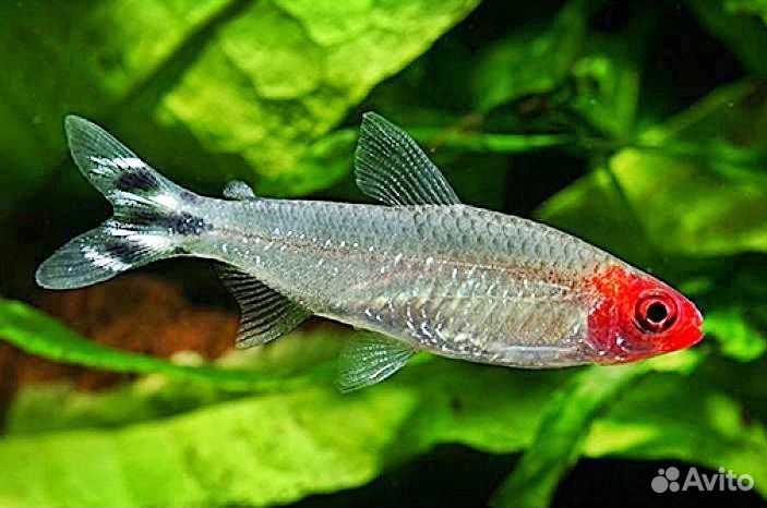 Аквариумистика