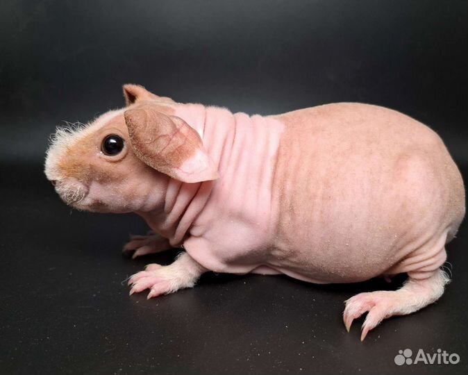 Девочка скинни свинка