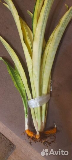 Сансевиерии Лорен