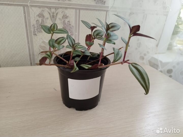 Традесканция