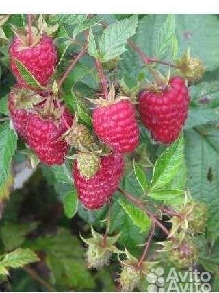 Ремонтантная малина