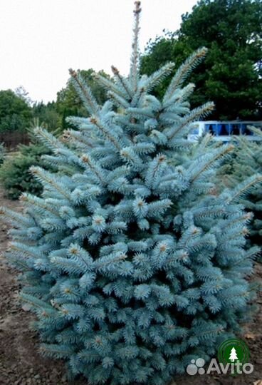 Голубая ель артикул L-997