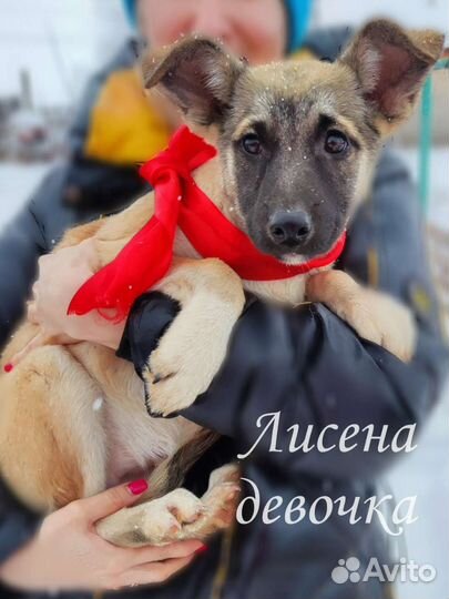 Щенки бесплатно