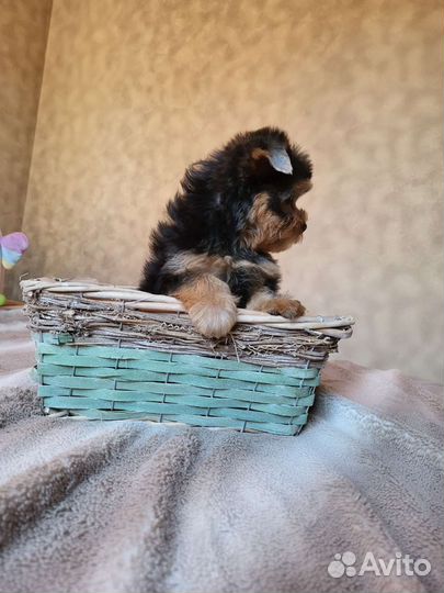 Йоркширский терьер щенки