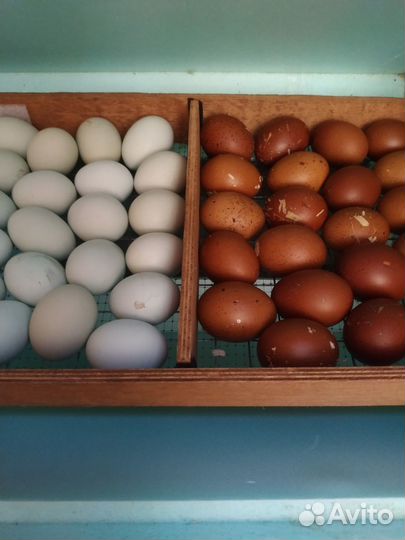 Продам инкубационное яйцо Маран, Амераукана