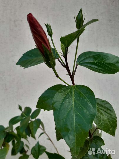 Гибискус китайская роза