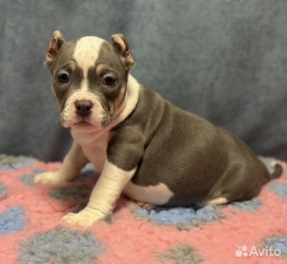 Девочка булли голубой триколор