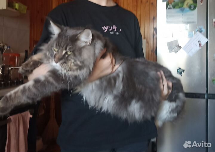 Мейн-кун вязка