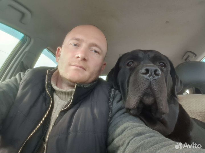 Вязка лабрадор бесплатно