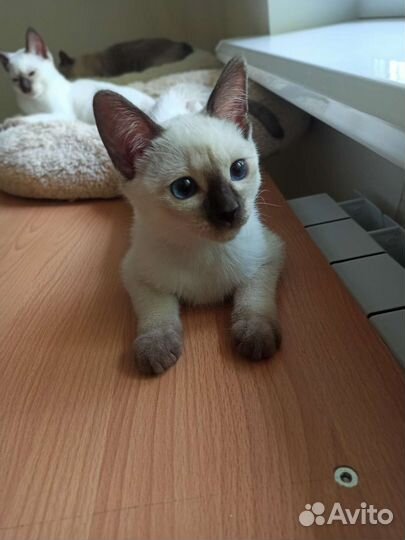 Тайские котята