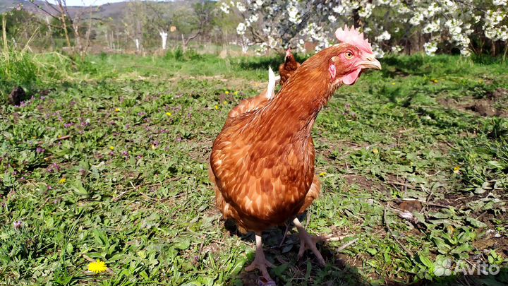Домашние уточки, куриные яйца, молоко