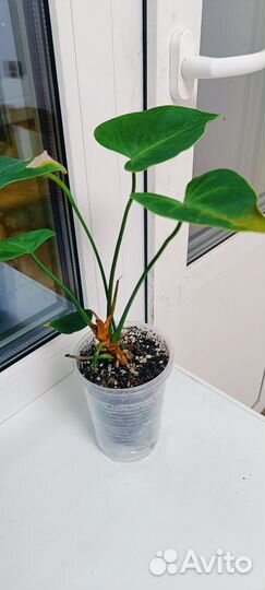 Антуриумы разные сорта