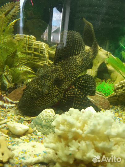 Сом большой птерик