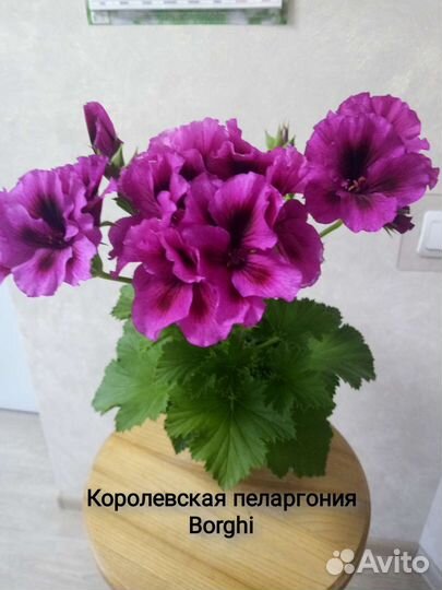Королевская пеларгония