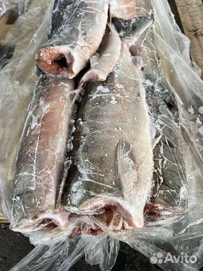 Кета пбг свежемороженая