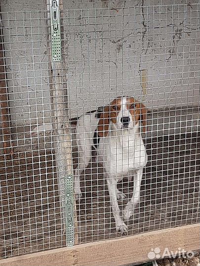 Щенки эстонской гончей