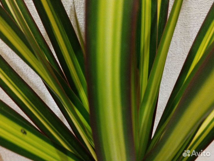 Драцена маргината Санрей