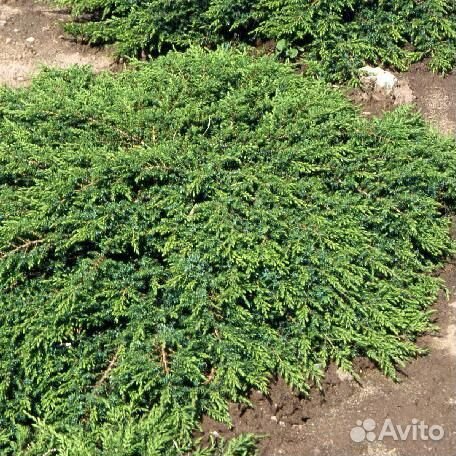 Можжевельник обыкновенный Грин Карпет (1 саженец