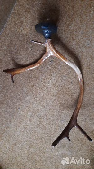 Продам рог оленя