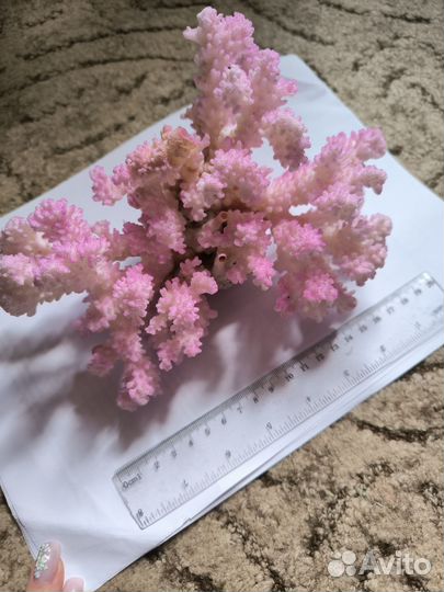 Морские кораллы
