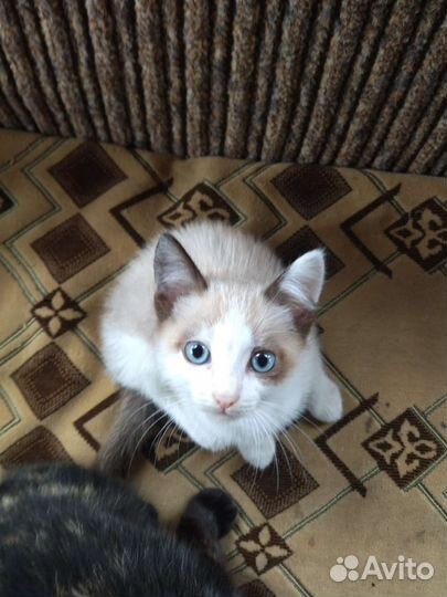 Милая кошечка