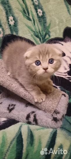 Шотландская вислоухая