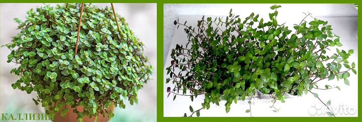 Комнатные растения