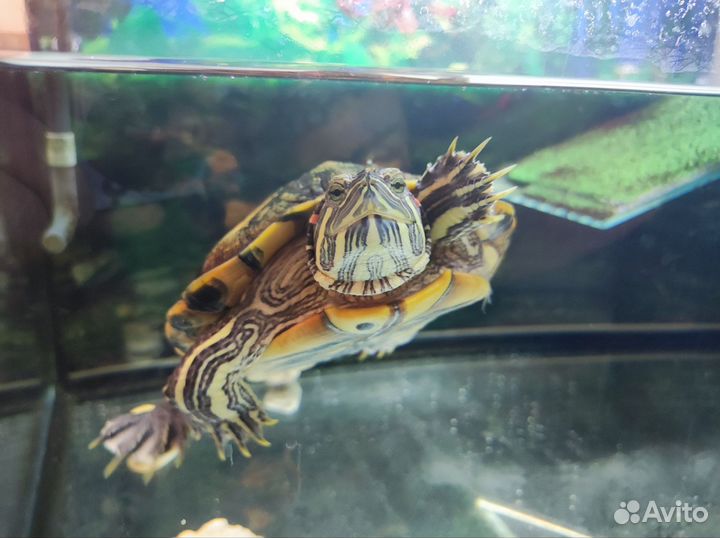 Красноухая черепаха с аквариумом