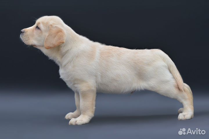 Щенки лабрадора палевые