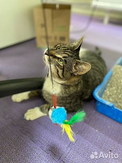 Полосатый котик