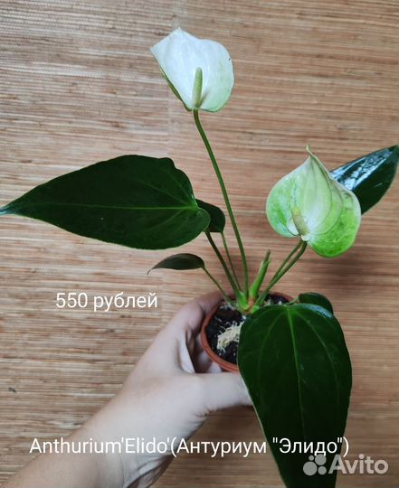 Anthurium 'Elido'(Антуриум 