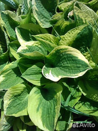 Хоста,сирень белая махровая Мадам Руж, аквилегии