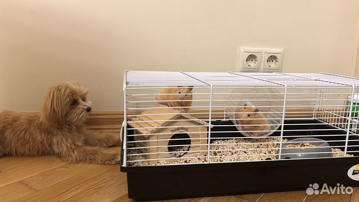 Хомяки добрые