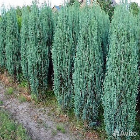 Можжевельник скальный Блю Эрроу (Juniperus scopulo