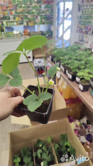 Рассада клубники