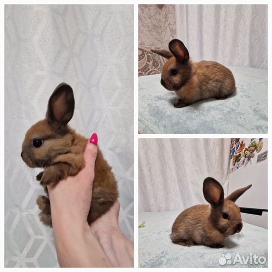 Декоративные карликовые кролики