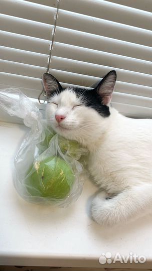 Кот