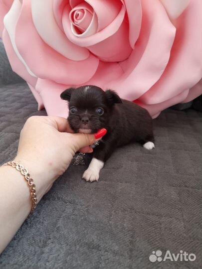 Чихуашечки