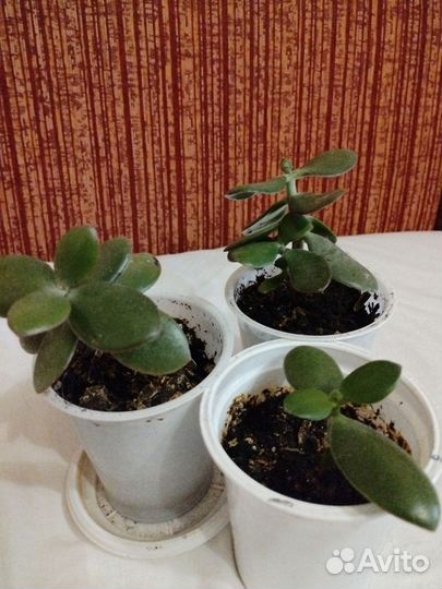 Толстянка Денежное дерево