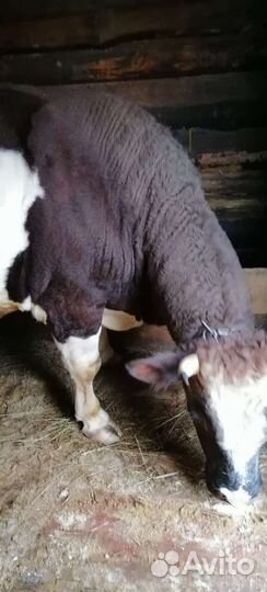 Коровы и быки