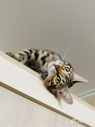 Бенгальская кошка