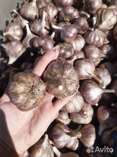 Чеснок/грибы сушёные