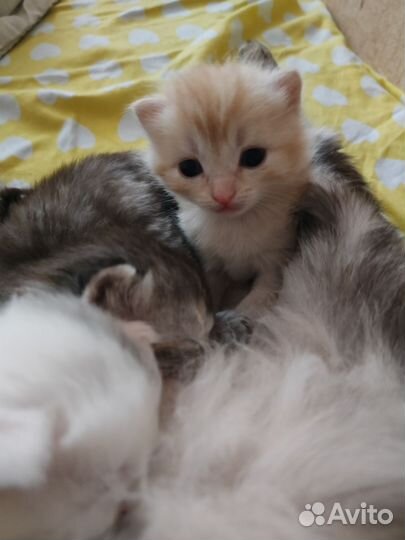 Котята в добрые руки