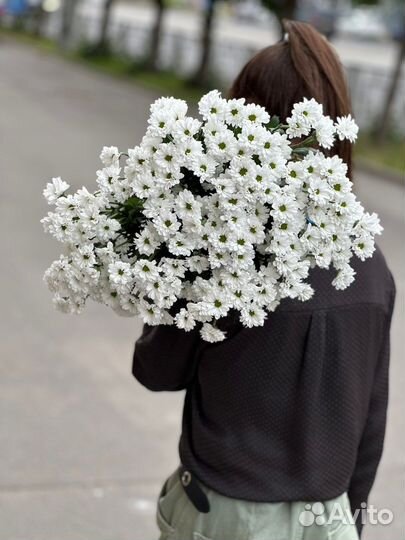 Букет из ромашковой хризантемы