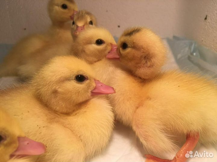 Индоутята крупных линий, Принимаю заявки на июнь