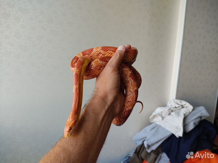 Маисовый полоз